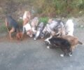 Σκυλιά νεκρά και ζωντανά σε άθλια κατάσταση στη Νέα Αγχίαλο Μαγνησίας (βίντεο)