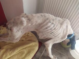 Σκελετωμένος ο σκύλος που βρέθηκε σε άθλια κατάσταση στο Νέο Ρύσιο Θεσσαλονίκης και ανέλαβε το ΣΥ.Π.Π.Α.Ζ.Α.Θ. (βίντεο)