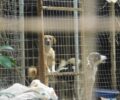 Πολλά σκυλιά σε κτήμα γεμάτο σκουπίδια Παναιτώλιο Αιτωλοακαρνανίας (βίντεο)