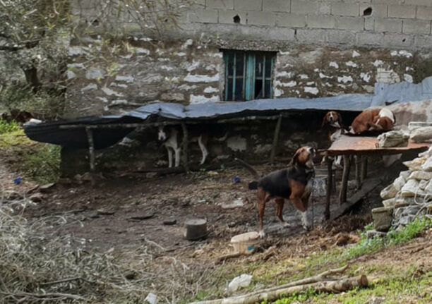 Πολλά κυνηγόσκυλα αλυσοδεμένα σε άθλιες συνθήκες στην Πέρδικα Θεσπρωτίας (βίντεο)