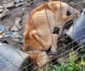 Σκύλος σκελετωμένος και νεκρός σε κλουβί στη Ροδόπολη Σερρών (βίντεο)
