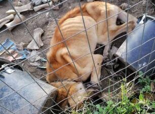 Σκύλος σκελετωμένος και νεκρός σε κλουβί στη Ροδόπολη Σερρών (βίντεο)