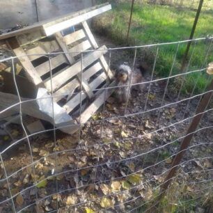 Σκύλος σκελετωμένος και νεκρός σε κλουβί στη Ροδόπολη Σερρών (βίντεο) 10 RodopoliSerronSkyliaKlouvi23 12 2020 11