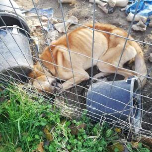 Σκύλος σκελετωμένος και νεκρός σε κλουβί στη Ροδόπολη Σερρών (βίντεο) 2 RodopoliSerronSkyliaKlouvi23 12 2020 2