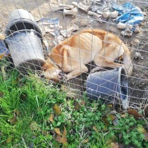 Σκύλος σκελετωμένος και νεκρός σε κλουβί στη Ροδόπολη Σερρών (βίντεο) 3 RodopoliSerronSkyliaKlouvi23 12 2020 3