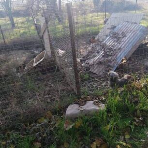 Σκύλος σκελετωμένος και νεκρός σε κλουβί στη Ροδόπολη Σερρών (βίντεο) 4 RodopoliSerronSkyliaKlouvi23 12 2020 4