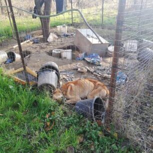 Σκύλος σκελετωμένος και νεκρός σε κλουβί στη Ροδόπολη Σερρών (βίντεο) 5 RodopoliSerronSkyliaKlouvi23 12 2020 5