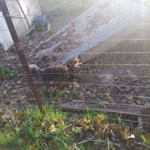 Σκύλος σκελετωμένος και νεκρός σε κλουβί στη Ροδόπολη Σερρών (βίντεο) 6 RodopoliSerronSkyliaKlouvi23 12 2020 7