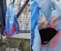 Σιδηρόκαστρο Σερρών: Άρπαξε τέσσερα νεογέννητα κουτάβια από τη μάνα τους και τα έκλεισε σε σακούλα