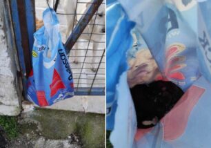 Σιδηρόκαστρο Σερρών: Άρπαξε τέσσερα νεογέννητα κουτάβια από τη μάνα τους και τα έκλεισε σε σακούλα