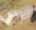 Βρήκε το πτώμα σκύλου μέσα σε τσουβάλι σε παραλία της Αμαλιάδας Ηλείας