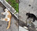 Δολοφόνησε γάτες με φόλες στον Βόλο Μαγνησίας
