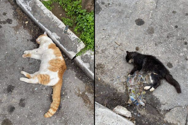 Δολοφόνησε γάτες με φόλες στον Βόλο Μαγνησίας