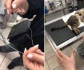 Έσωσε αδέσποτη γάτα που βρήκε να υποφέρει από συρμάτινη θηλιά στα Βραχνέικα Αχαΐας