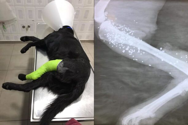 Κυνηγός πυροβόλησε σκύλο εξ επαφής στον Άγιο Κωνσταντίνο Βιλίων Αττικής – Ακρωτηριάστηκε το πόδι του ζώου