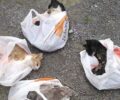 Πολλές γάτες δολοφονήθηκαν με φόλες στο χωριό Απόστολοι Πεδιάδος στο Ηράκλειο Κρήτης
