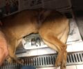 Έσωσαν σκύλο που παγιδεύτηκε σε συρμάτινη θηλιά κυνηγού στο Αστροχώρι Άρτας (βίντεο)