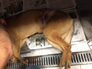 Έσωσαν σκύλο που παγιδεύτηκε σε συρμάτινη θηλιά κυνηγού στο Αστροχώρι Άρτας (βίντεο)