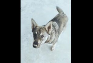 Χάθηκε θηλυκός σκύλος στο Καβαλλάρι Θεσσαλονίκης