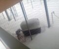 Εκτεθειμένα στον παγετό και τον χιονιά δεκάδες σκυλιά στο Δημοτικό Κυνοκομείο Μετεώρων (βίντεο)
