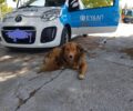 Τα σκυλιά παραμένουν εξαφανισμένα - Η Ε.ΥΔ.Α.Π. αρνείται το γεγονός και την ευθύνη