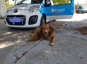 Καταγγέλλουν τη διοίκηση της Ε.ΥΔ.Α.Π. για την εξαφάνιση αδέσποτων σκυλιών του Δήμου Γαλατσίου