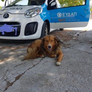 Καταγγέλλουν τη διοίκηση της Ε.ΥΔ.Α.Π. για την εξαφάνιση αδέσποτων σκυλιών του Δήμου Γαλατσίου 7 EYDAPskyliaGalatsi 7