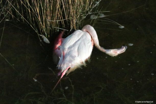 Πάνω από 30 νεκρά φλαμίνγκο δηλητηριασμένα από σκάγια κυνηγών σε Θεσσαλονίκη και Χαλκιδική