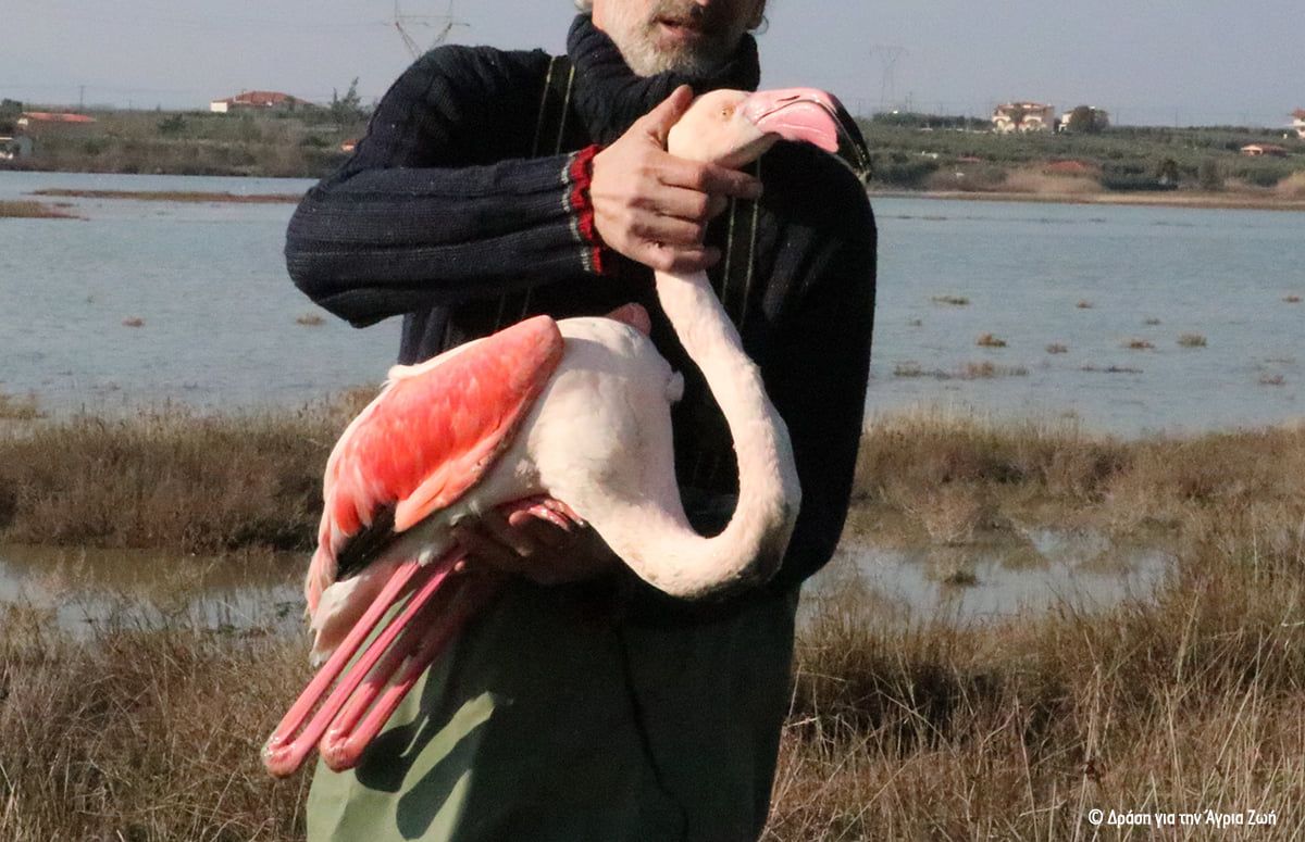 FlamingoDilitiriasmena 3