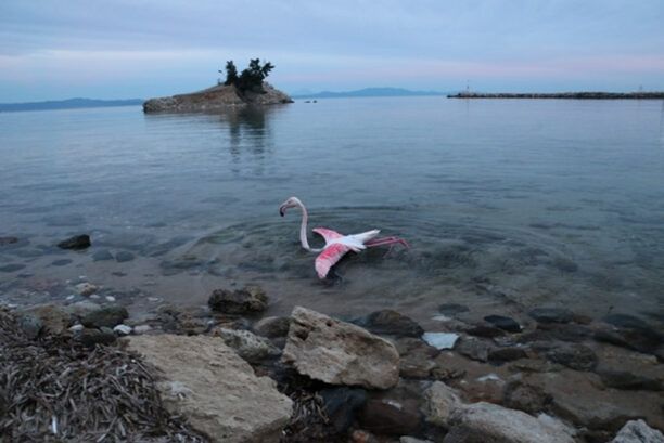 Χταπόδι άρπαξε φλαμίνγκο στην Ποτίδαια Χαλκιδικής