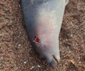 Από άνθρωπο δολοφονήθηκε η φώκια που βρέθηκε στην παραλία Πελασγίας Φθιώτιδας