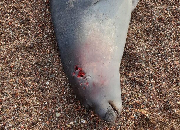 Από άνθρωπο δολοφονήθηκε η φώκια που βρέθηκε στην παραλία Πελασγίας Φθιώτιδας