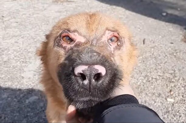 Κάθε μέρα και καλύτερα η σκυλίτσα που βρέθηκε σε τραγική κατάσταση στους Γαργαλιάνους Μεσσηνίας (βίντεο)