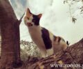 Πρόγραμμα στειρώσεων για αδέσποτες γάτες στον Δήμο Χαϊδαρίου
