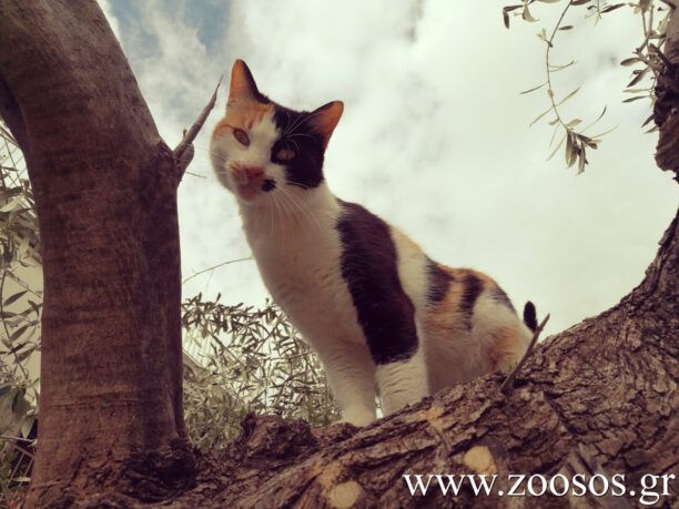Πρόγραμμα στειρώσεων για αδέσποτες γάτες στον Δήμο Χαϊδαρίου