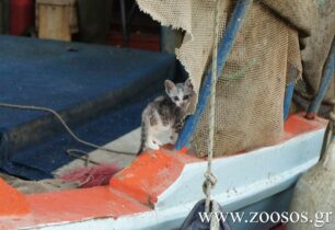 Εύβοια: Συνελήφθη ψαράς που σκότωσε γάτα μέσα στη βάρκα του στην Καναπίτσα Χαλκίδας