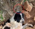 Έδεσε σκύλο με σύρμα και τον εγκατέλειψε στα Καλύβια Αττικής για να πεθάνει από πείνα και δίψα