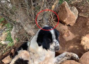 Έδεσε σκύλο με σύρμα και τον εγκατέλειψε στα Καλύβια Αττικής για να πεθάνει από πείνα και δίψα