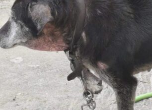 Κέρκυρα: Η αλυσίδα είχε χωθεί στο πόδι σκύλου και το ζώο περιφερόταν εξαθλιωμένο στην Άνω Κορακιάνα