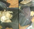 Κέρκυρα: Άρπαξε 4 κουτάβια από τη μάνα τους τα έκλεισε σε σακίδιο και τα εγκατέλειψε
