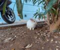 Αθήνα: Έκκληση για τη σωτηρία κουνελιού που βρέθηκε στα Εξάρχεια