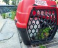 Αθήνα: Έσωσε το κουνέλι που κυκλοφορούσε αδέσποτο στα Εξάρχεια (βίντεο)