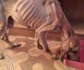 Έκκληση για τα έξοδα περίθαλψης σκύλου που βρέθηκε σκελετωμένος με σύρμα στον λαιμό κοντά στον Κρόκο Κοζάνης