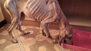 Έκκληση για τα έξοδα περίθαλψης σκύλου που βρέθηκε σκελετωμένος με σύρμα στον λαιμό κοντά στον Κρόκο Κοζάνης