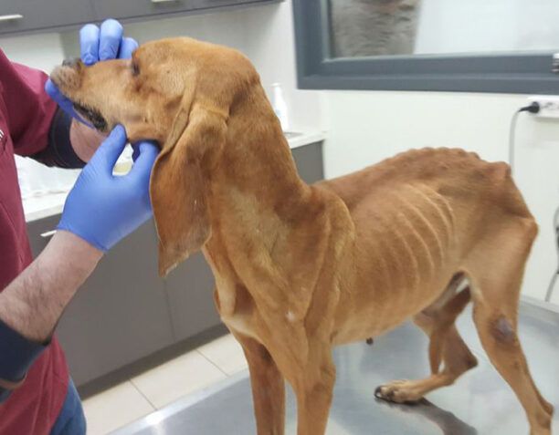 Σκελετωμένος από την πείνα σκύλος που βρέθηκε πετσί και κόκκαλο κοντά στον Κρόκο Κοζάνης