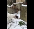 Κατασχέθηκαν τα σκυλιά που γυναίκα είχε αλυσοδεμένα στα χιόνια στον Κρουσώνα Ηρακλείου Κρήτης (βίντεο)