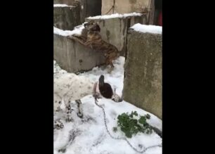 Κατασχέθηκαν τα σκυλιά που γυναίκα είχε αλυσοδεμένα στα χιόνια στον Κρουσώνα Ηρακλείου Κρήτης (βίντεο)