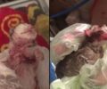 Σκότωσε με φτυάρι πέντε νεογέννητα γατάκια στο Λαύριο Αττικής