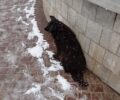 Ο αδέσποτος σκύλος στο Πεδίον του Άρεως περιμένει μέσα στα χιόνια την άστεγη γυναίκα (βίντεο)