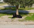 Αθήνα: Πέθανε η Μαυρούλα ένα από τα πιο γνωστά αδέσποτα σκυλιά του Πεδίου του Άρεως (βίντεο)